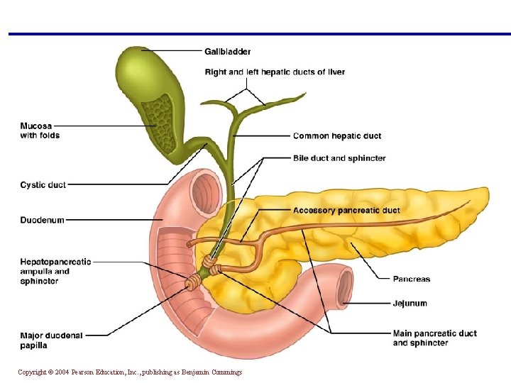 Copyright © 2004 Pearson Education, Inc. , publishing as Benjamin Cummings 