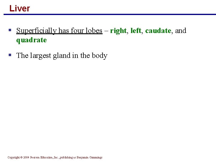 Liver § Superficially has four lobes – right, left, caudate, and quadrate § The