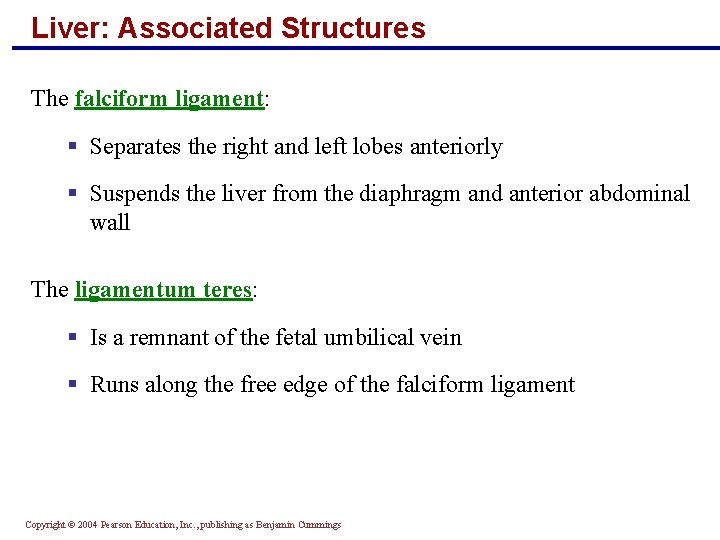Liver: Associated Structures The falciform ligament: § Separates the right and left lobes anteriorly