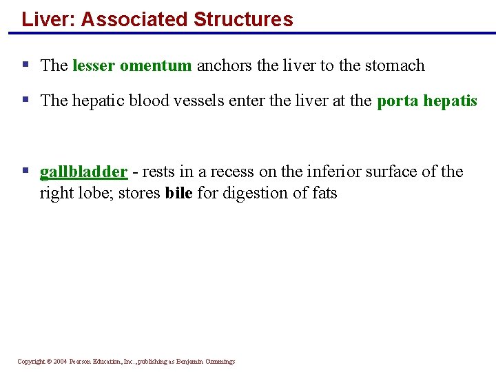 Liver: Associated Structures § The lesser omentum anchors the liver to the stomach §