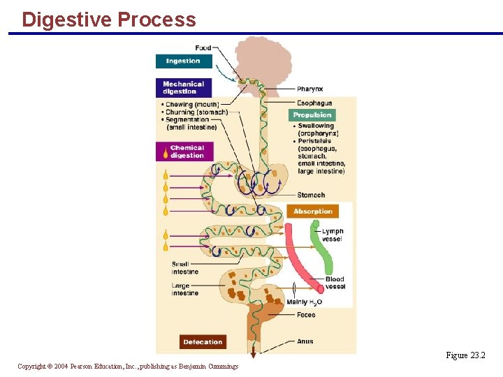 Digestive Process Figure 23. 2 Copyright © 2004 Pearson Education, Inc. , publishing as