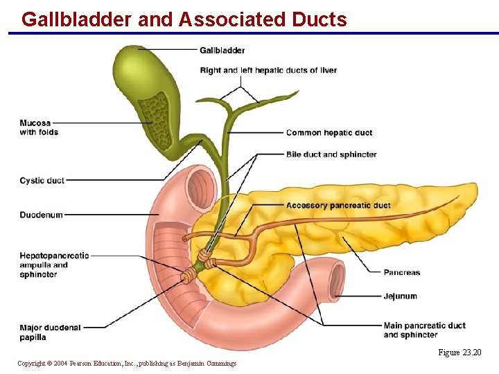 Gallbladder and Associated Ducts Figure 23. 20 Copyright © 2004 Pearson Education, Inc. ,