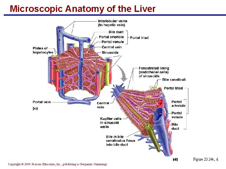 Microscopic Anatomy of the Liver Figure 23. 24 c, d Copyright © 2004 Pearson