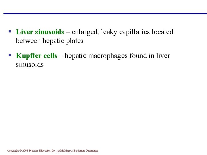 § Liver sinusoids – enlarged, leaky capillaries located between hepatic plates § Kupffer cells