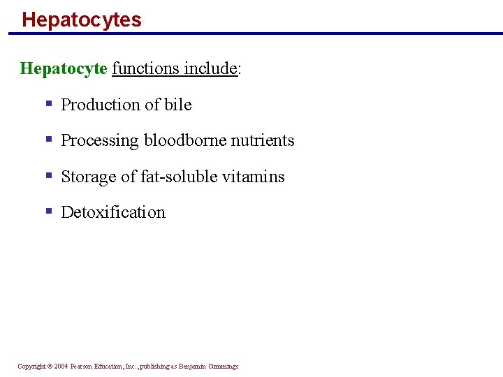 Hepatocytes Hepatocyte functions include: § Production of bile § Processing bloodborne nutrients § Storage