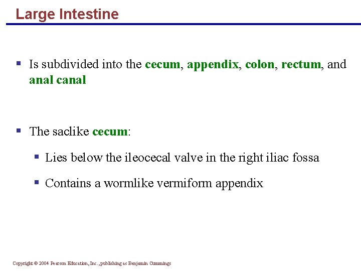 Large Intestine § Is subdivided into the cecum, appendix, colon, rectum, and anal canal