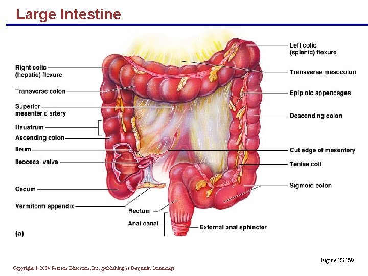 Large Intestine Figure 23. 29 a Copyright © 2004 Pearson Education, Inc. , publishing