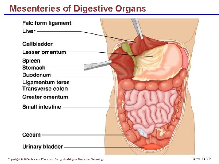 Mesenteries of Digestive Organs Copyright © 2004 Pearson Education, Inc. , publishing as Benjamin