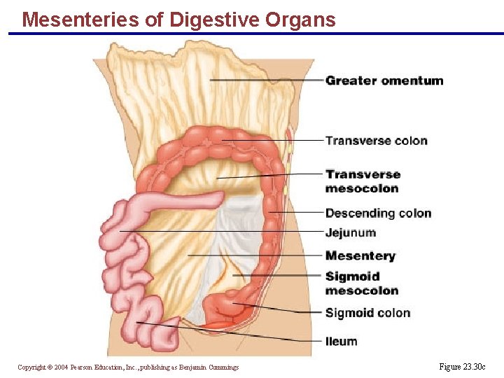 Mesenteries of Digestive Organs Copyright © 2004 Pearson Education, Inc. , publishing as Benjamin