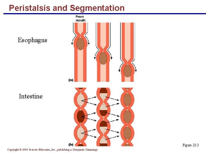 Peristalsis and Segmentation Esophagus Intestine Figure 23. 3 Copyright © 2004 Pearson Education, Inc.