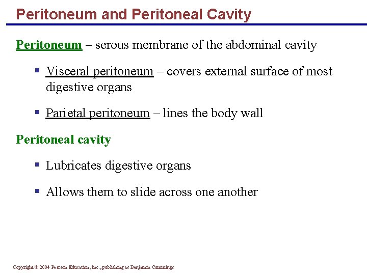 Peritoneum and Peritoneal Cavity Peritoneum – serous membrane of the abdominal cavity § Visceral