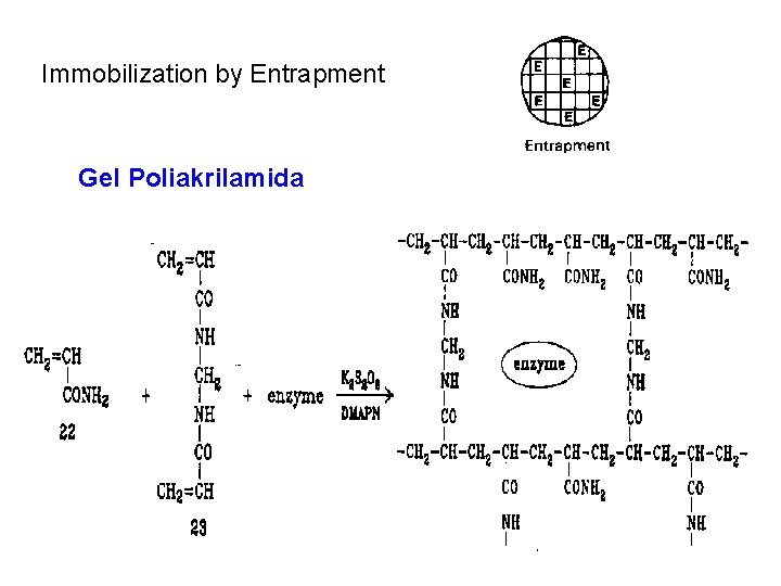 Immobilization by Entrapment Gel Poliakrilamida 