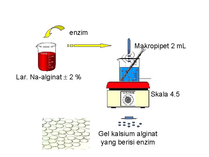 Cara Penjeraban Tipe Kisi enzim Makropipet 2 m. L Lar. Na-alginat 2 % Ca.