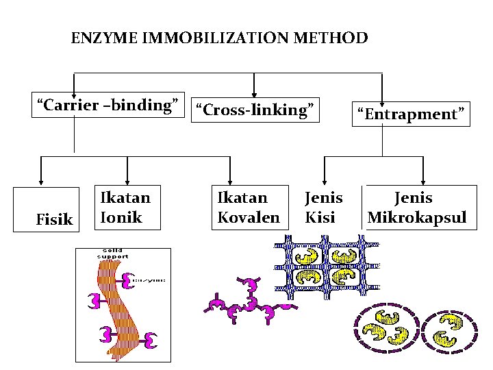 ENZYME IMMOBILIZATION METHOD “Carrier –binding” Adsorp si Fisik Ikatan Ionik “Cross-linking” Ikatan Kovalen Jenis