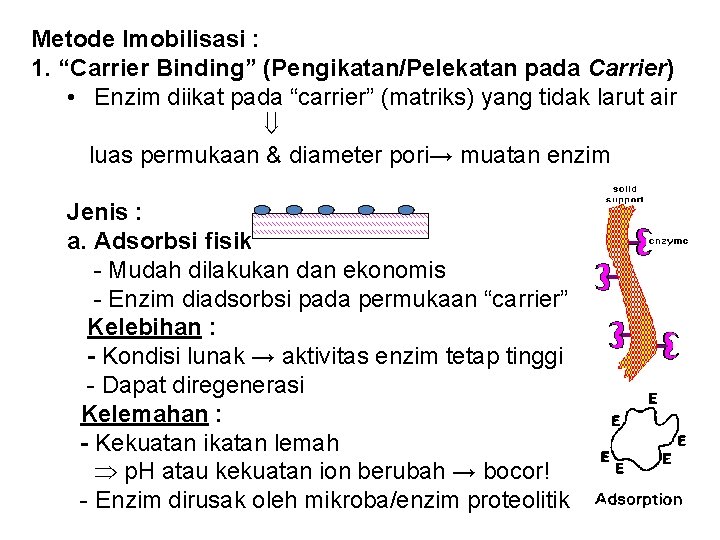 Metode Imobilisasi : 1. “Carrier Binding” (Pengikatan/Pelekatan pada Carrier) • Enzim diikat pada “carrier”