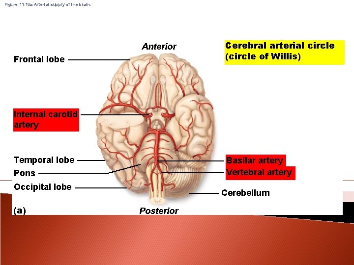 Figure 11. 15 a Arterial supply of the brain. Anterior Frontal lobe Cerebral arterial