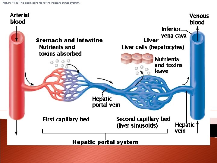 Figure 11. 16 The basic scheme of the hepatic portal system. Arterial blood Inferior