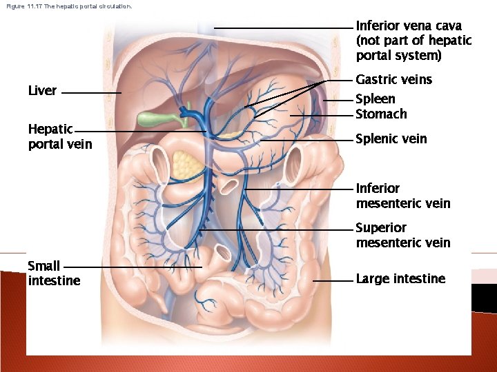 Figure 11. 17 The hepatic portal circulation. Inferior vena cava (not part of hepatic