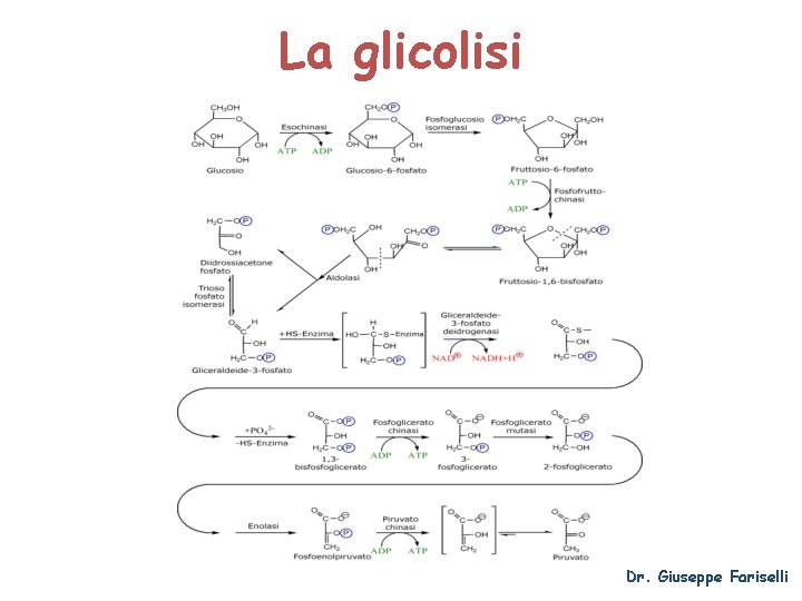 La glicolisi Dr. Giuseppe Fariselli 