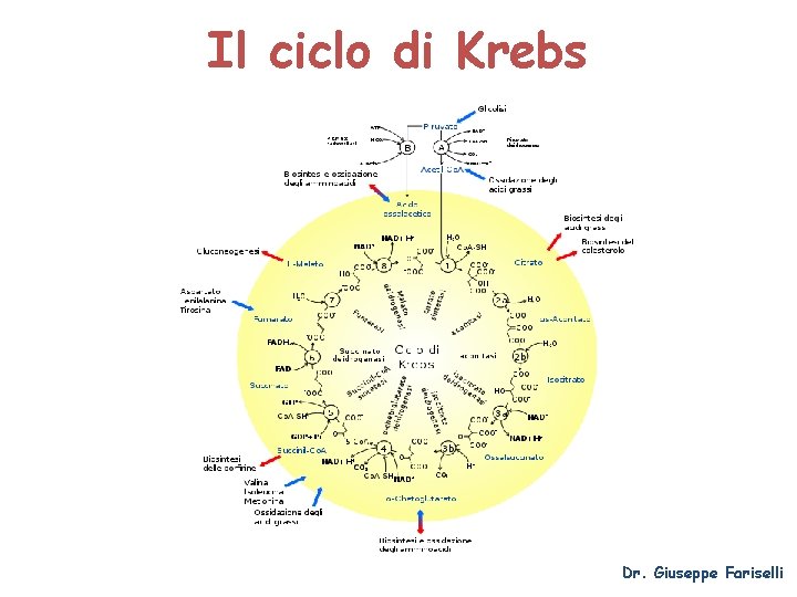 Il ciclo di Krebs Dr. Giuseppe Fariselli 
