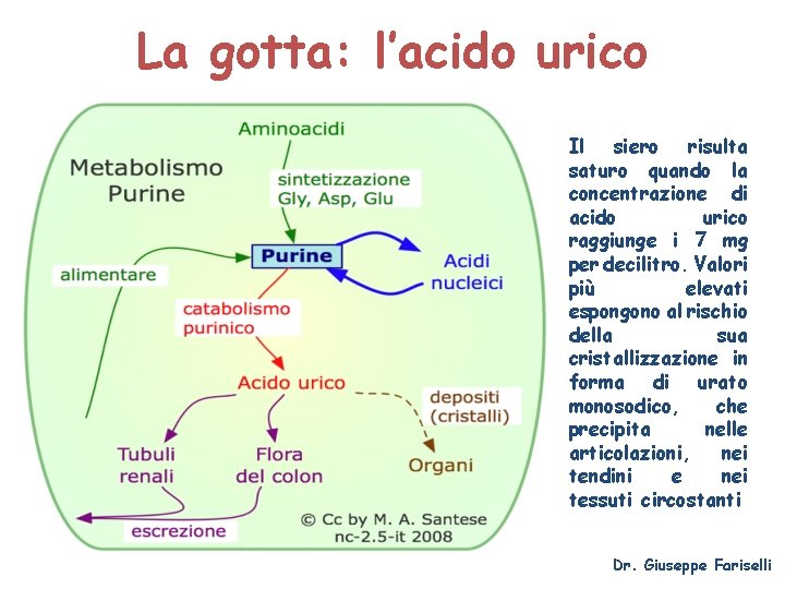 La gotta: l’acido urico Il siero risulta saturo quando la concentrazione di acido urico