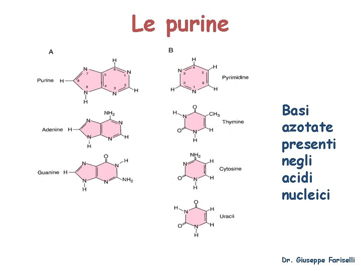 Le purine Basi azotate presenti negli acidi nucleici Dr. Giuseppe Fariselli 