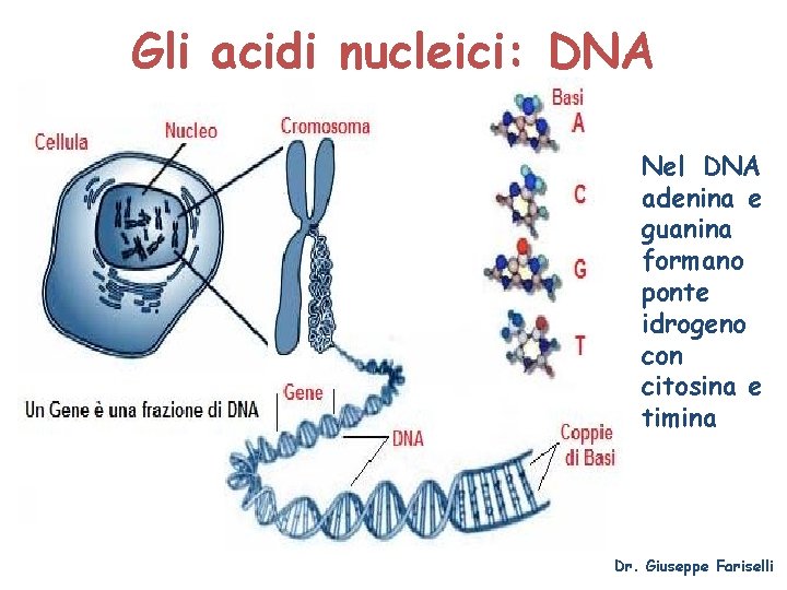 Gli acidi nucleici: DNA Nel DNA adenina e guanina formano ponte idrogeno con citosina