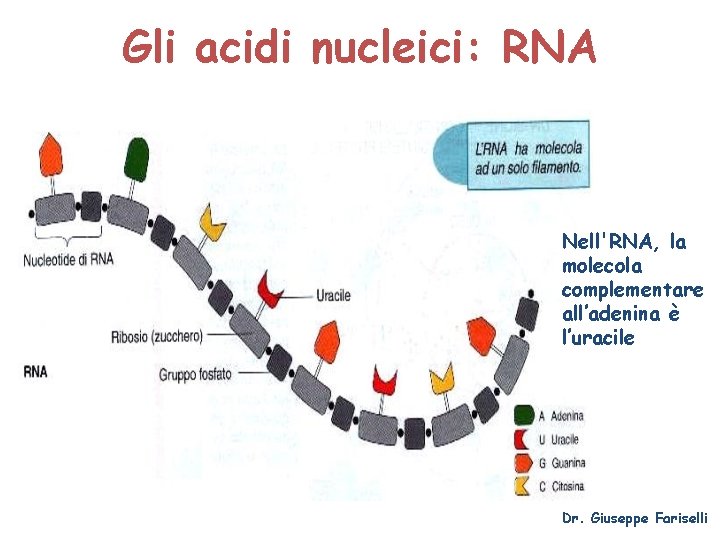 Gli acidi nucleici: RNA Nell'RNA, la molecola complementare all’adenina è l’uracile Dr. Giuseppe Fariselli