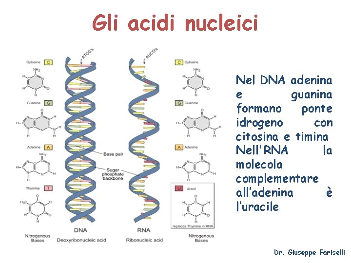 Gli acidi nucleici Nel DNA adenina e guanina formano ponte idrogeno con citosina e