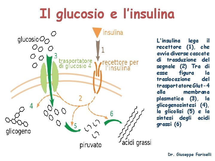 Il glucosio e l’insulina L'insulina lega il recettore (1), che avvia diverse cascate di