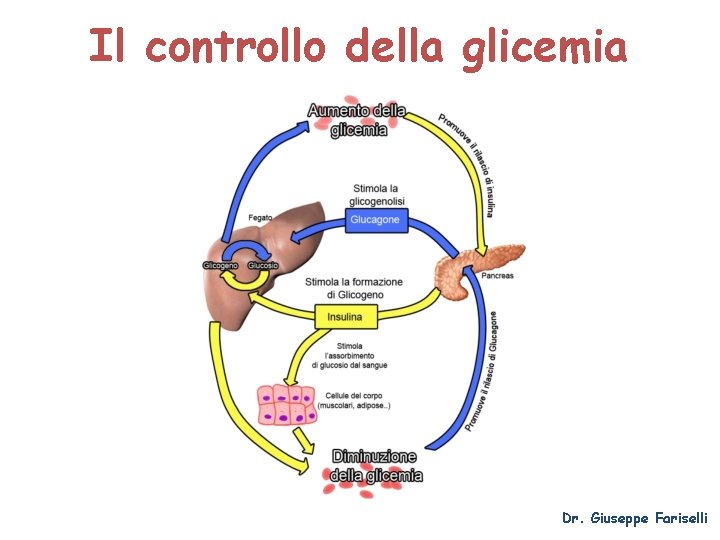 Il controllo della glicemia Dr. Giuseppe Fariselli 
