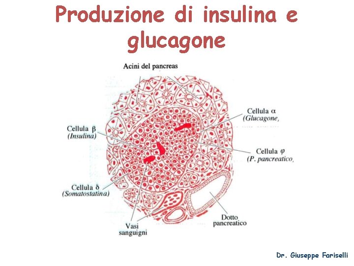 Produzione di insulina e glucagone Dr. Giuseppe Fariselli 