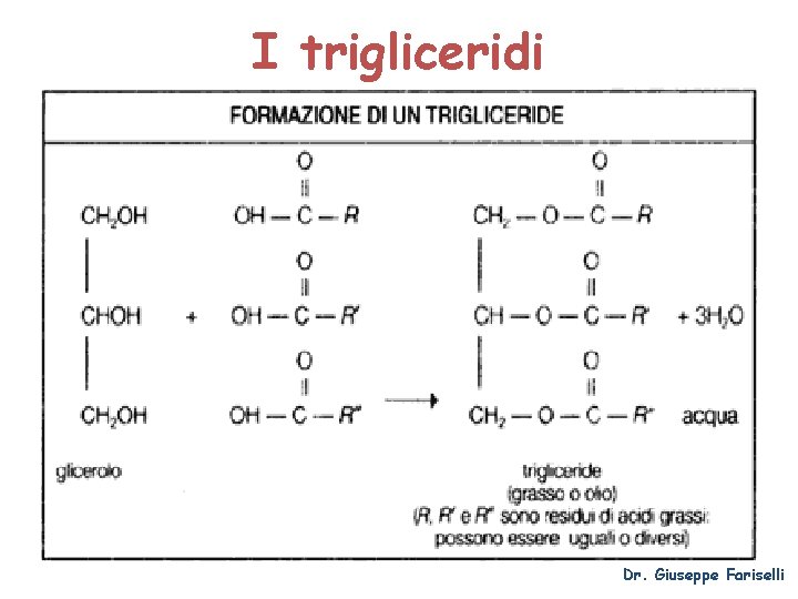 I trigliceridi Dr. Giuseppe Fariselli 