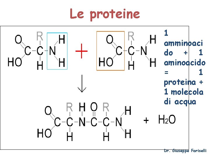Le proteine 1 amminoaci do + 1 aminoacido = 1 proteina + 1 molecola