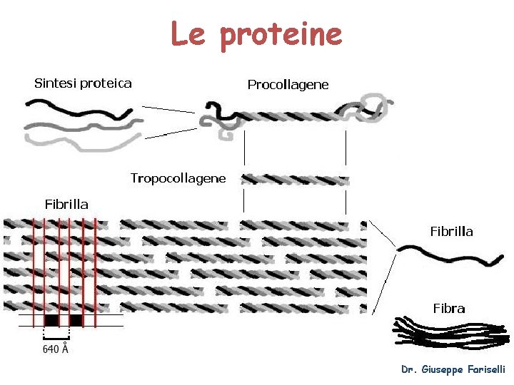 Le proteine Dr. Giuseppe Fariselli 