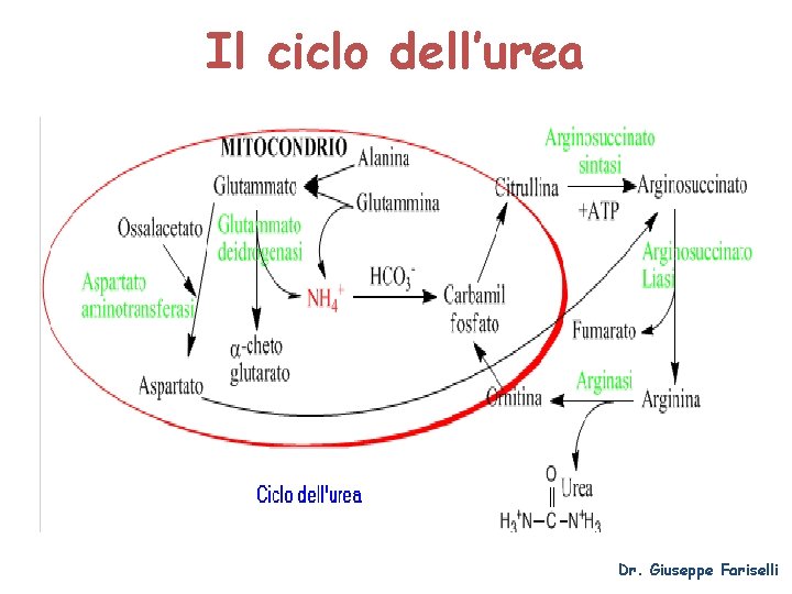 Il ciclo dell’urea Dr. Giuseppe Fariselli 