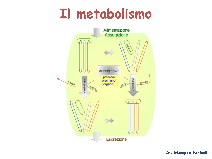 Il metabolismo Dr. Giuseppe Fariselli 