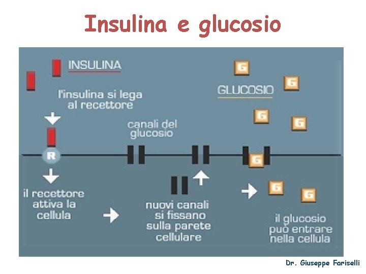 Insulina e glucosio Dr. Giuseppe Fariselli 