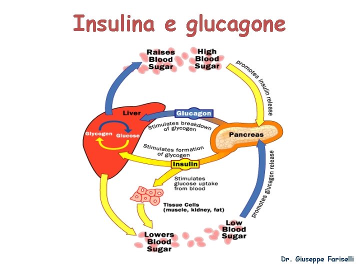 Insulina e glucagone Dr. Giuseppe Fariselli 