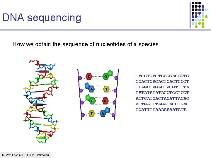 DNA sequencing How we obtain the sequence of nucleotides of a species …ACGTGACTGAGGACCGTG CGACTGACTGGGT