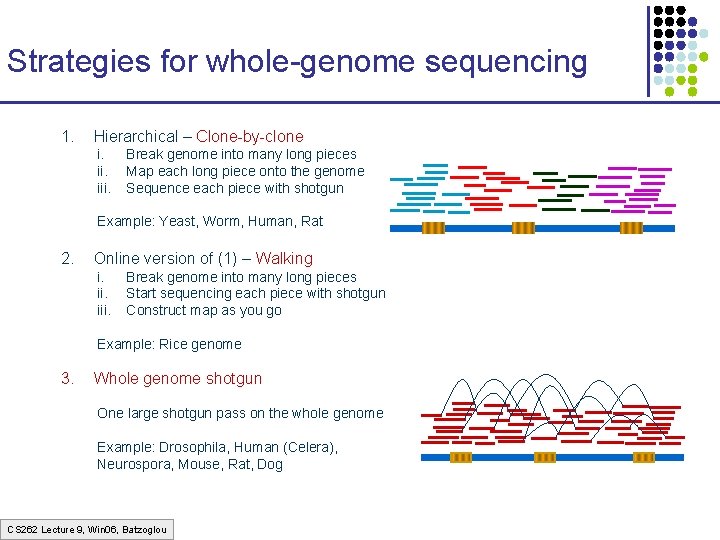 Strategies for whole-genome sequencing 1. Hierarchical – Clone-by-clone i. iii. Break genome into many