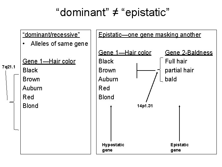 “dominant” ≠ “epistatic” “dominant/recessive” • Alleles of same gene 7 q 21. 1 Gene
