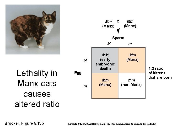 Mm x (Manx) Mm (Manx) Sperm M M Lethality in Manx cats causes altered