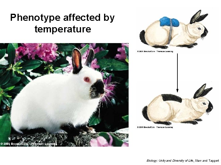 Phenotype affected by temperature Biology: Unity and Diversity of Life, Starr and Taggert 