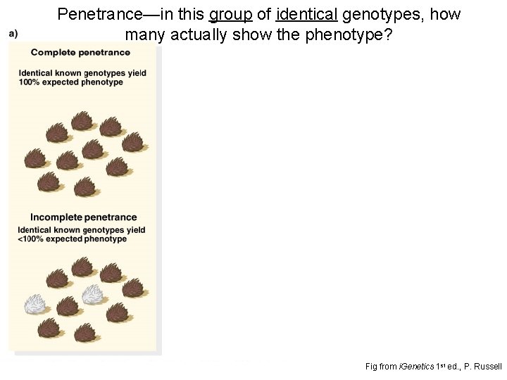 Penetrance—in this group of identical genotypes, how many actually show the phenotype? Fig from