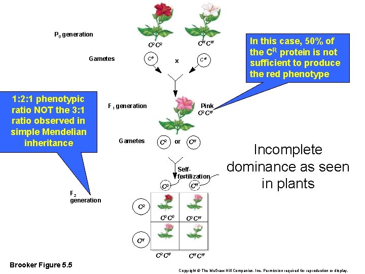 P 0 generation CWCW CRCR Gametes 1: 2: 1 phenotypic ratio NOT the 3: