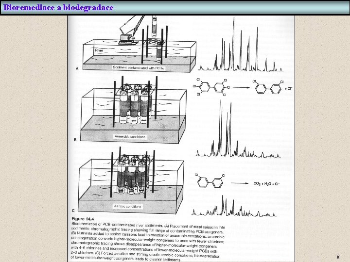 Bioremediace a biodegradace 8 