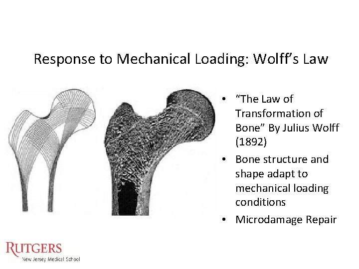 Response to Mechanical Loading: Wolff’s Law • “The Law of Transformation of Bone” By Response to Mechanical Loading: Wolff’s Law • “The Law of Transformation of Bone” By