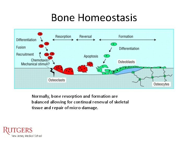 Bone Homeostasis Normally, bone resorption and formation are balanced allowing for continual renewal of Bone Homeostasis Normally, bone resorption and formation are balanced allowing for continual renewal of