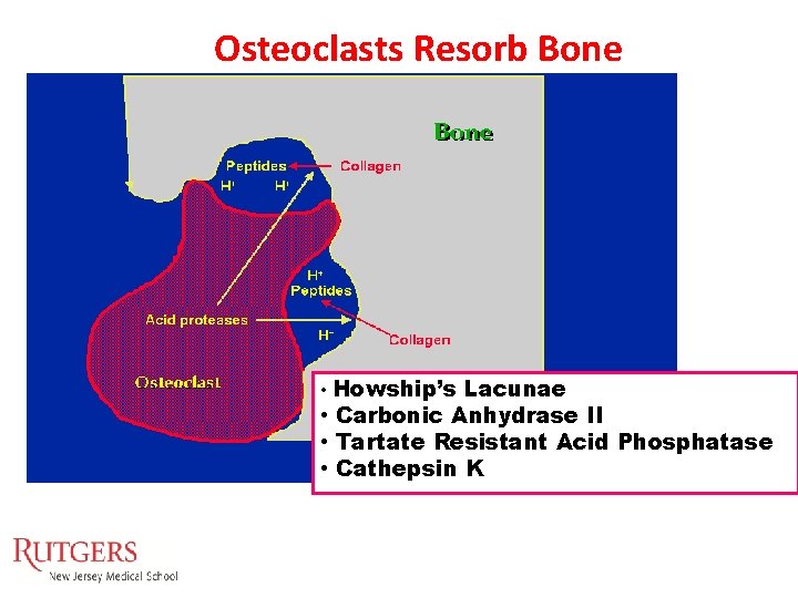 Osteoclasts Resorb Bone • Howship’s Lacunae • Carbonic Anhydrase II • Tartate Resistant Acid Osteoclasts Resorb Bone • Howship’s Lacunae • Carbonic Anhydrase II • Tartate Resistant Acid